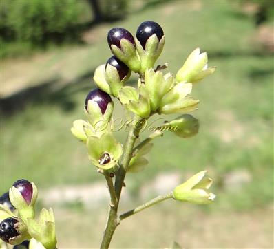  Fruits (Berries)